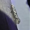 Ethmia terminella